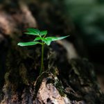 Selective Focus Photo of Green Plant Seedling on Tree Trunk