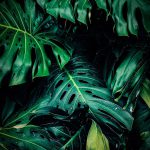 Close-up Photo of Green Leafed Plant