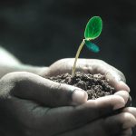 hands, macro, plant